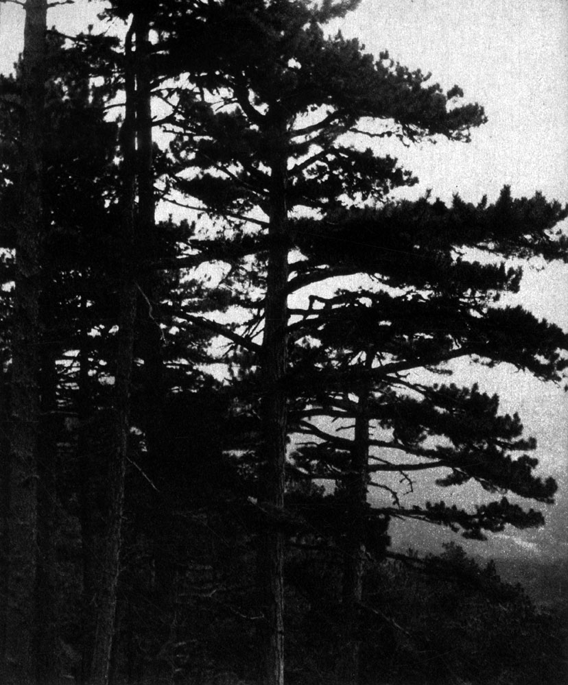 383     (Pinus pallasiana)