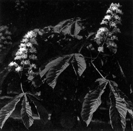 395        (Aesculus hippocastanum)