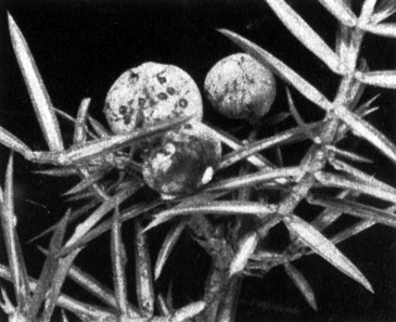 409	    (Juniperus communis)
