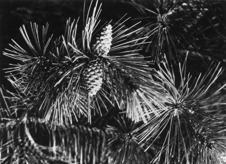 414	   (Pinus silvestris)