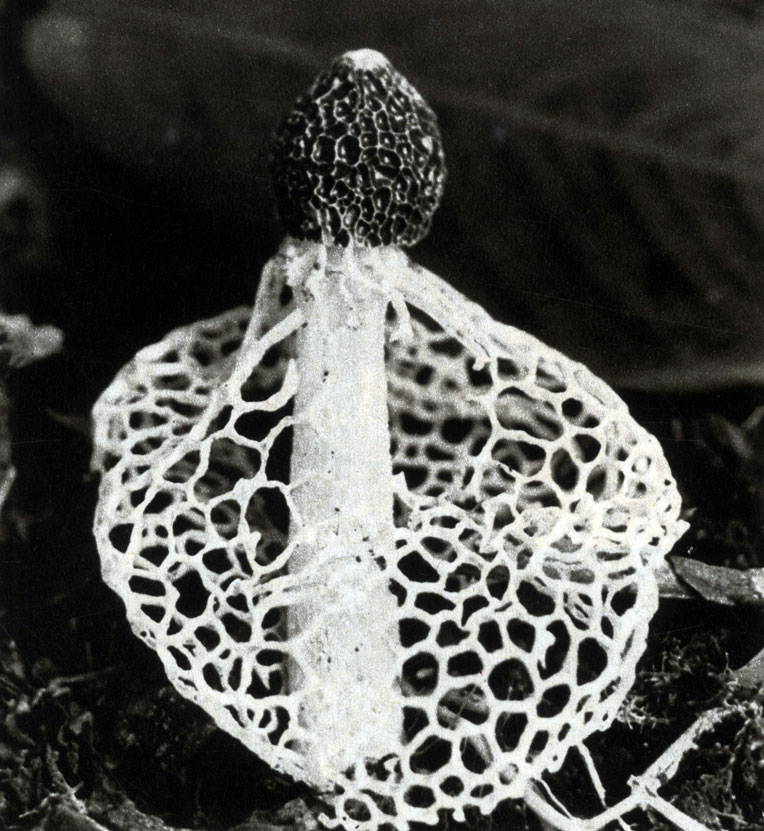 429  Dictyophora phalloidea    .	