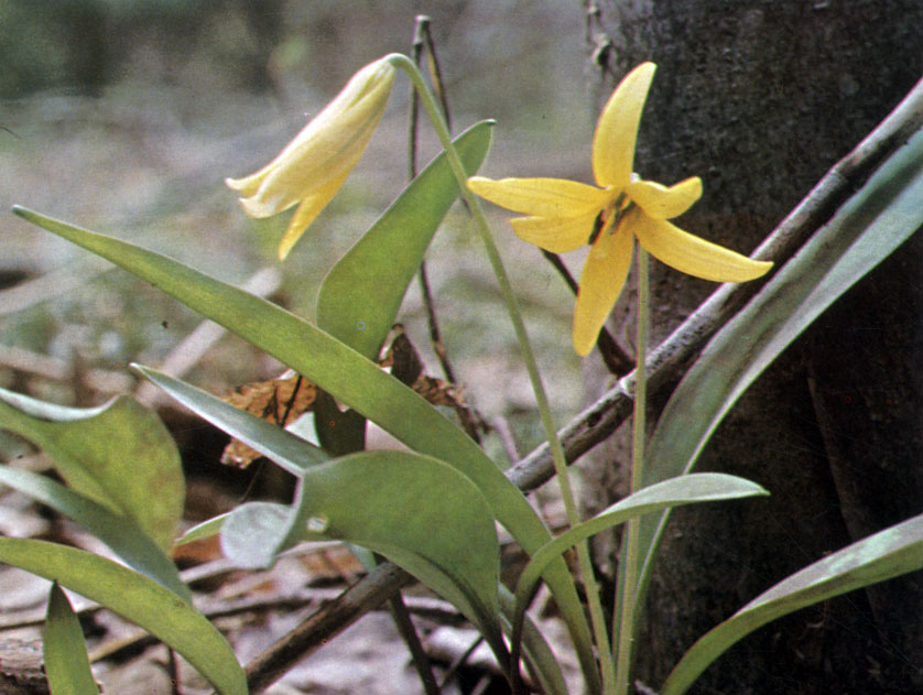   (Erythronium americanum)    ;  , 