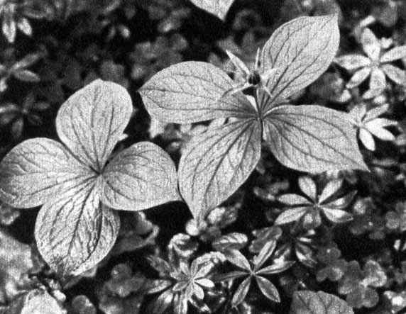 468	   (Paris quadrifolia)     (Asperula odorata)
