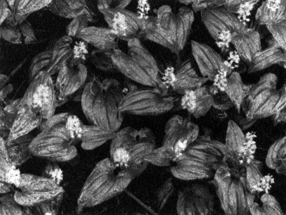 469	  (Maianthemum bifolium)     