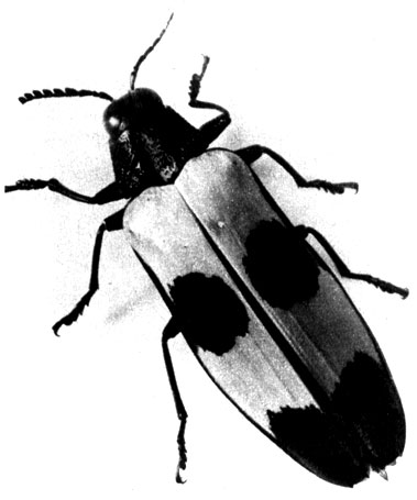 516	Chrysochroa buqueti    (Buprestidae)       - 