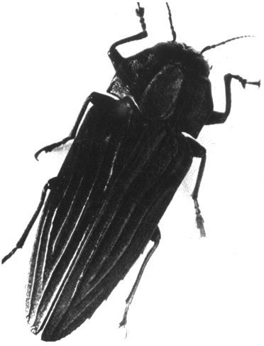 517	 Actenodes costipennis
