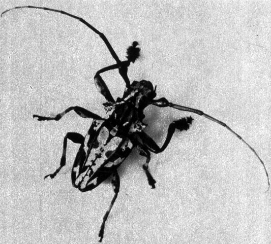521 - (Steirastoma marmoratum)   Cerambycidae    