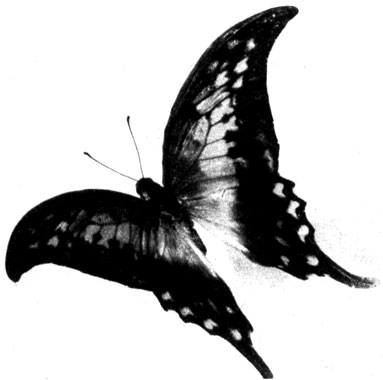 537	   Papilio payeni (PapiHonidae),      