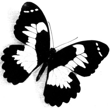 538	 Papilio euchenor,        