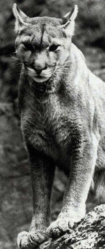 578	 (Puma concolor)        