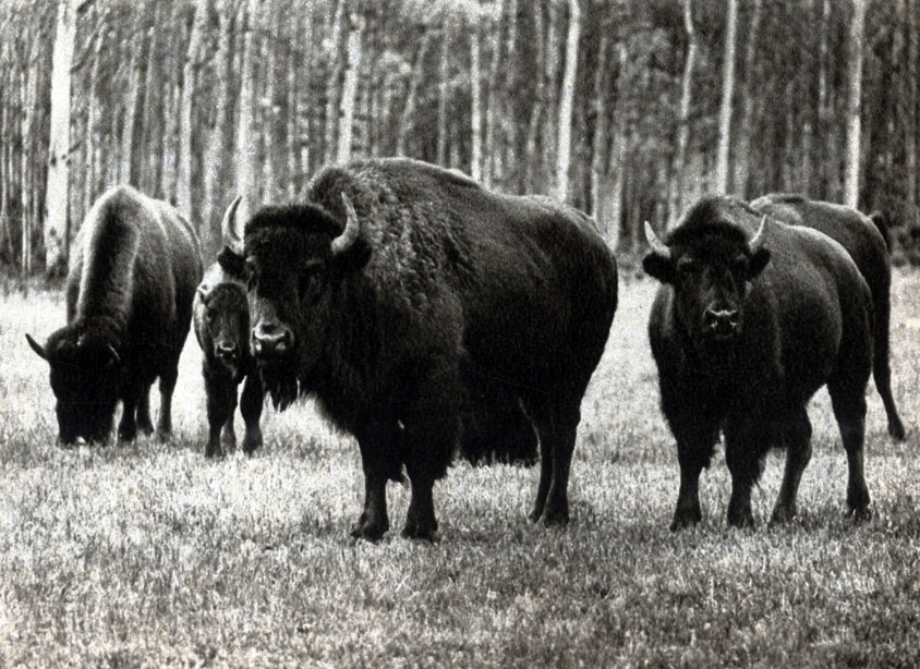 585	  (Bison bison)   