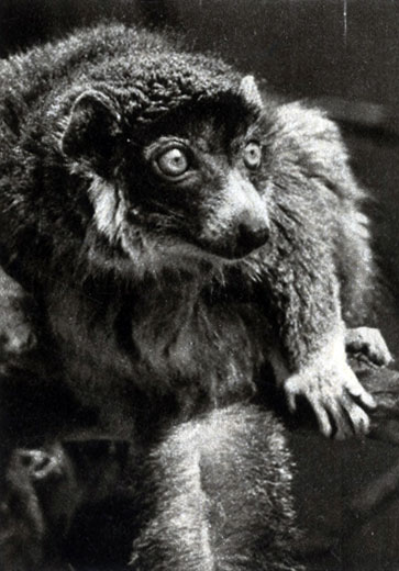 590	  (Lemur mongoz)        