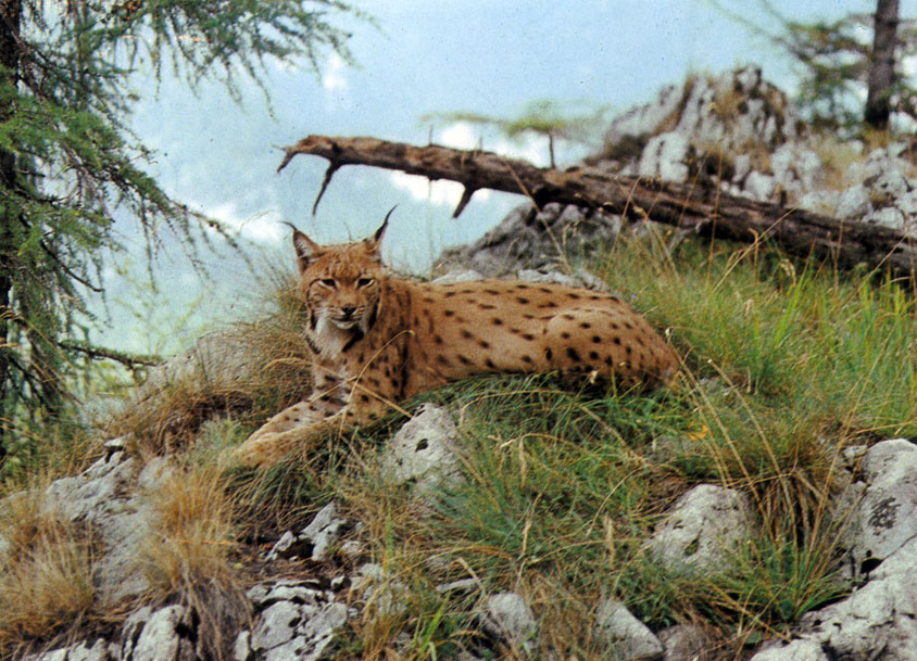   (Lynx lynx)       