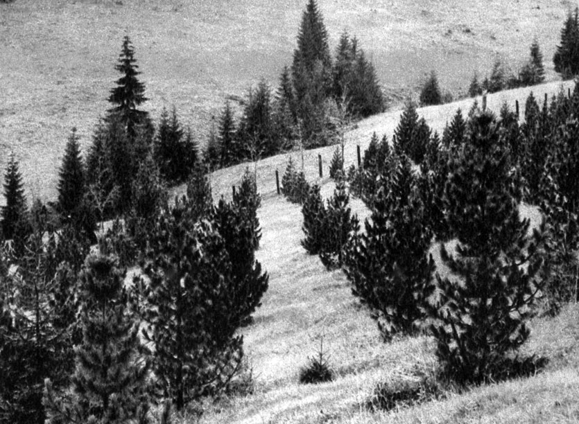 621	     (Pinus cembra)