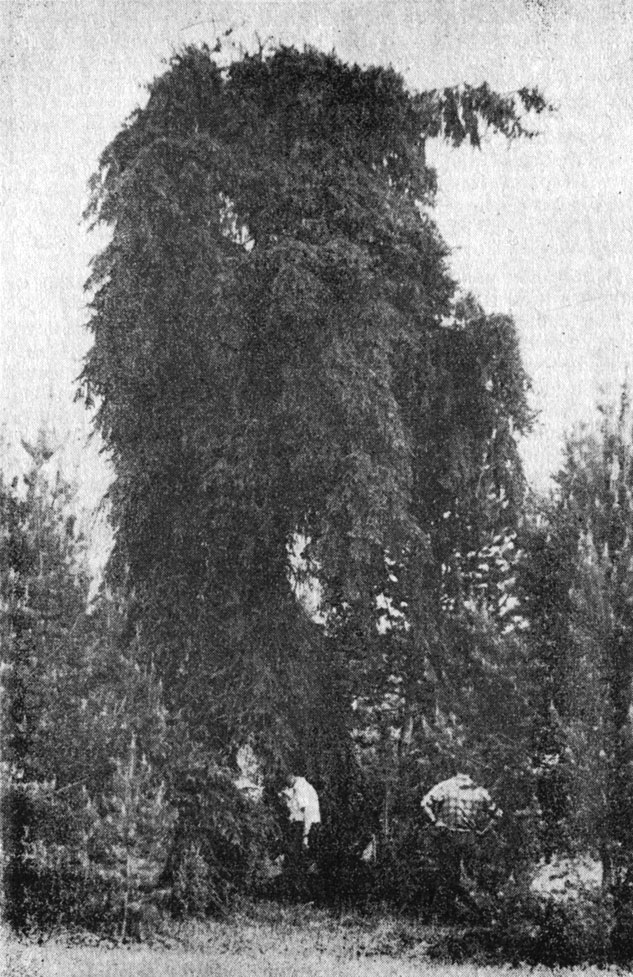 . 11.      (Picea obovata f. pendula)