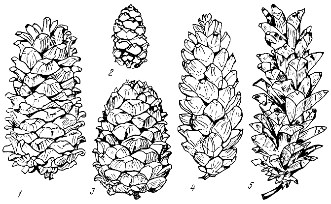 . 27.   Pinus:   (1),   (2),   (3),   (4),   (5)