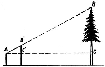 Рис. 23. Измерение высоты дерева