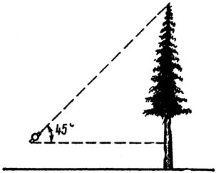 Рис. 26. Измерение дерева с помощью эклиметра