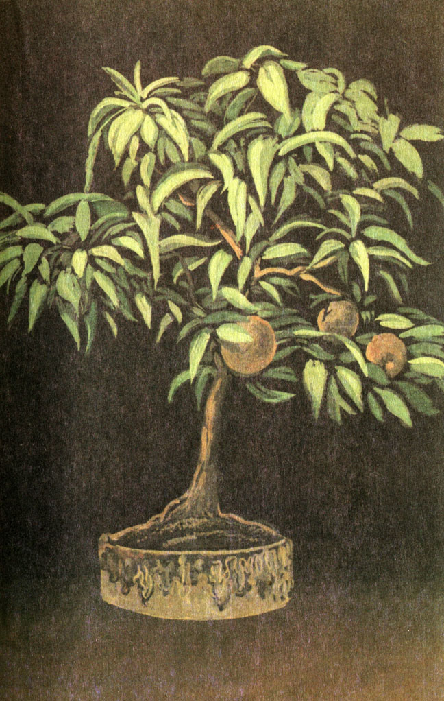  (Prunus persica)   