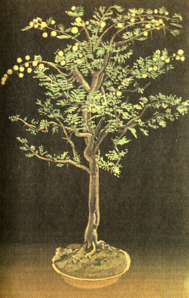   (Acacia farnesiana)