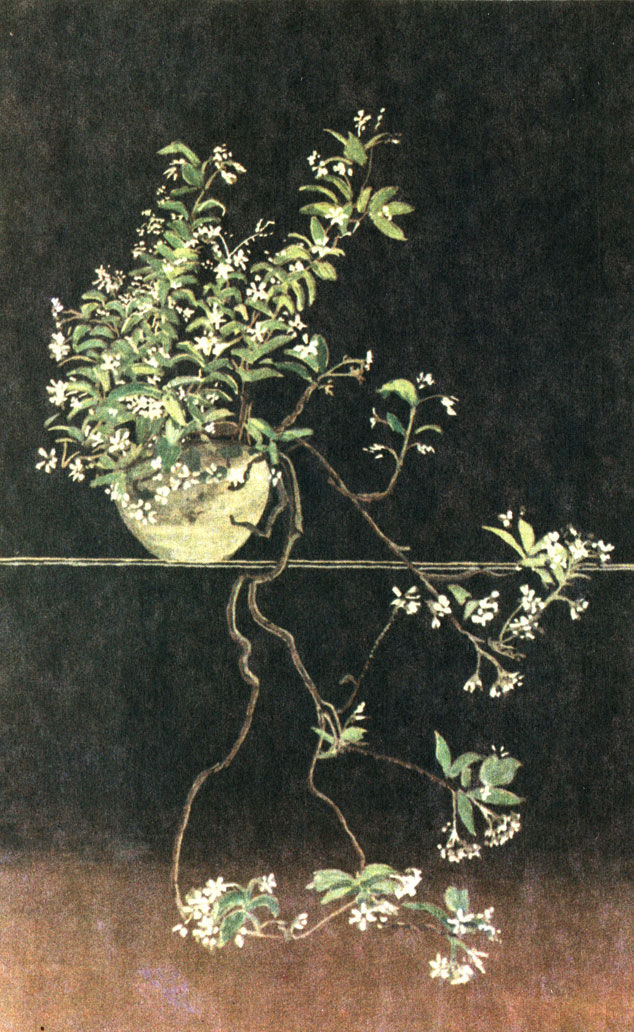   (Trachilospermum jasminoides)   ''