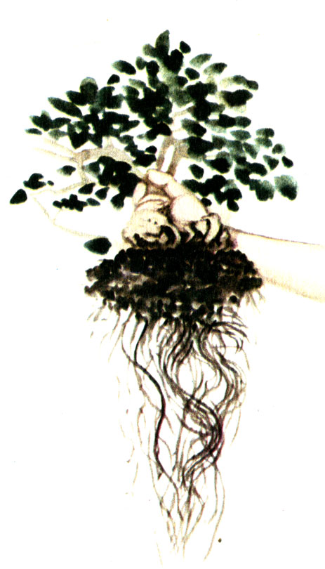  Mitragyna parviflora       