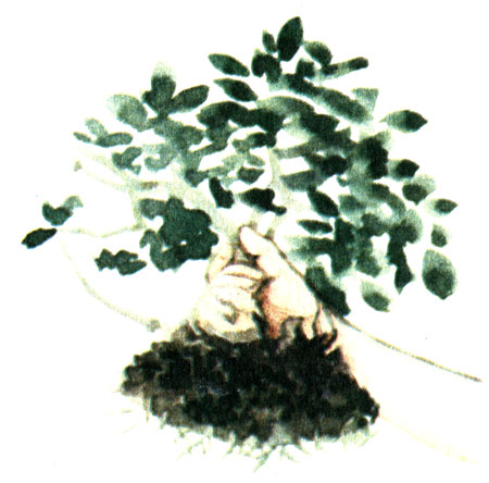 Mitragyna parviflora   
