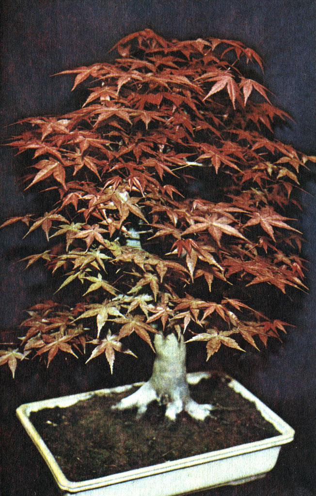  ,   (Acer palmatum).     