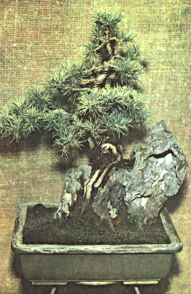   (Pinus pentaphylla).     