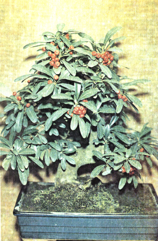   (Pyracantha angustifolia).     