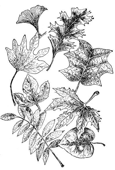 Рис. 4. Листья
