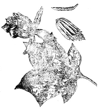 Рис. 13. Тюльпанное дерево