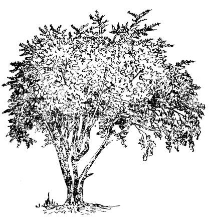 Багряник - иудино дерево