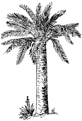 Юбея прекрасная - чилийская пальма