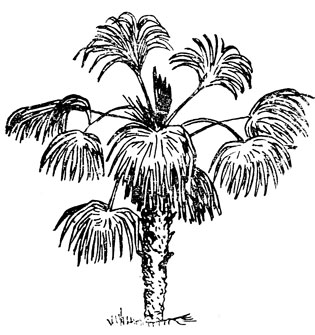 Китайская веерная пальма