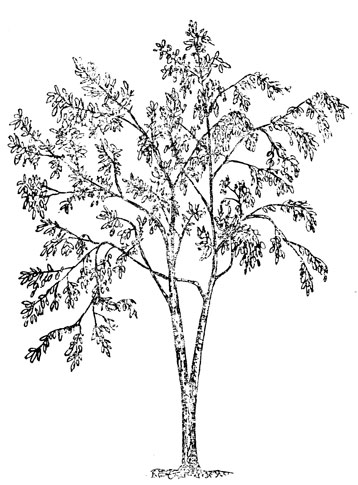 Говения - конфетное дерево