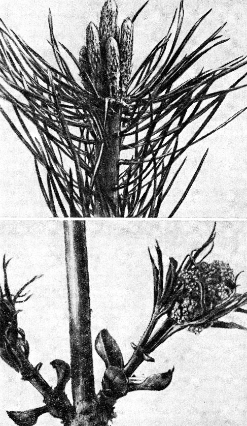 Рис. 31. Распускание почек: вверху - сосны; внизу - бузины: у основания раскрывшиеся почечные чешуи, выше - молодые листочки и цветы
