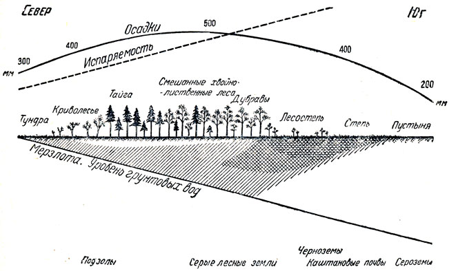 Рис. 57. Схематический профиль растительного покрова европейской равнины СССР