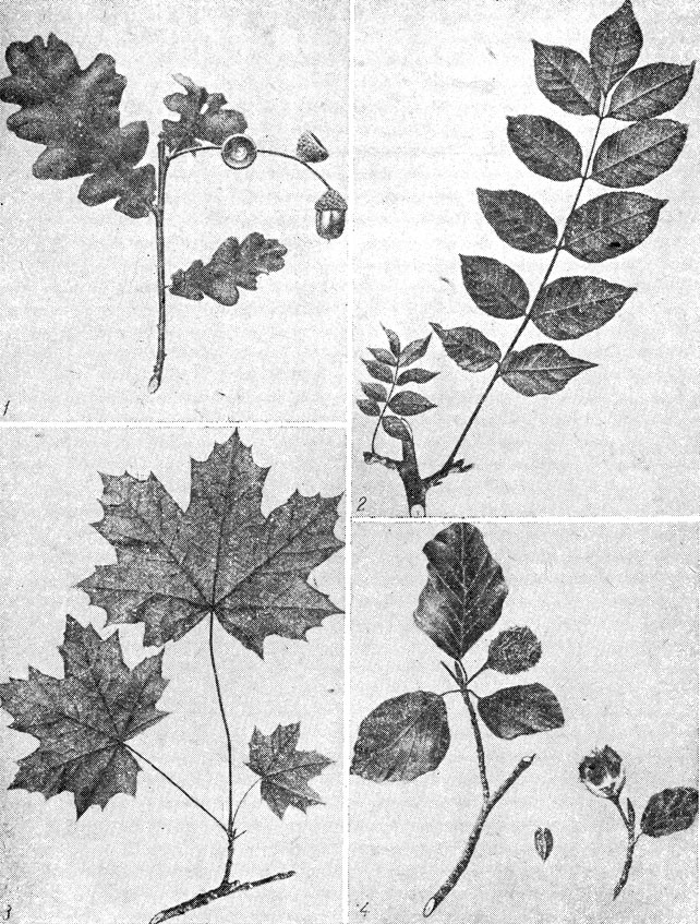 Рис. 61. Лиственные древесные породы. 1 - дуб летний; 2 - ясень; 3 - клён остролистный; 4 - бун обыкновенный
