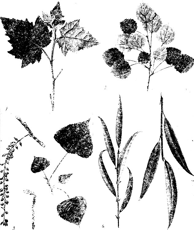 Рис. 63. Лиственные древесные породы: 1 - тополь белый; 2 - осина; 3 - осокорь, или тополь чёрный; 4 - ива корзиночная
