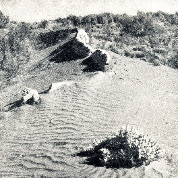 Рис. 123. Укреплённые пески в Средней Азии
