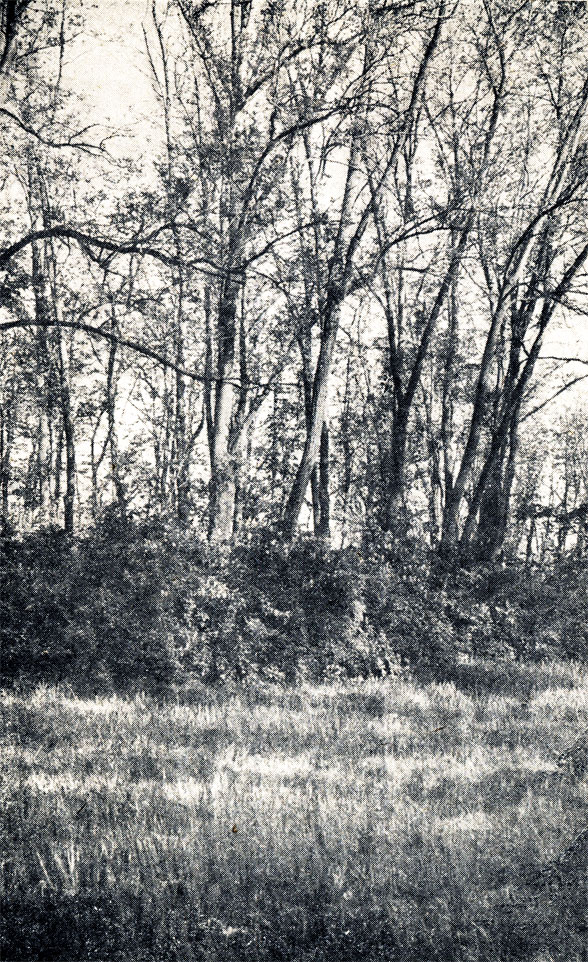 Рис. 133. Массивная посадка 60-летнего ясеня с опушкой из сирени, среди поляны в парке ландшафтного стиля. Херсонская область, Аскания-Нова
