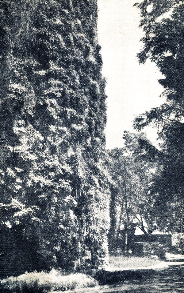 Рис. 134. Вертикальное озеленение из дикого винограда. Херсонская область, Аскания-Нова