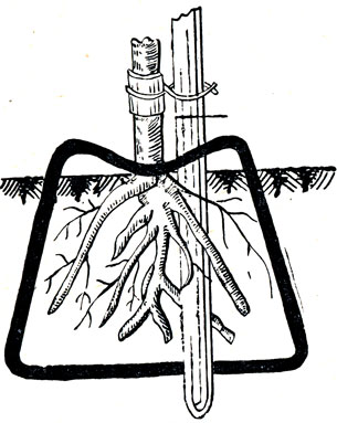 Рис. 135. Схема посадки дерева