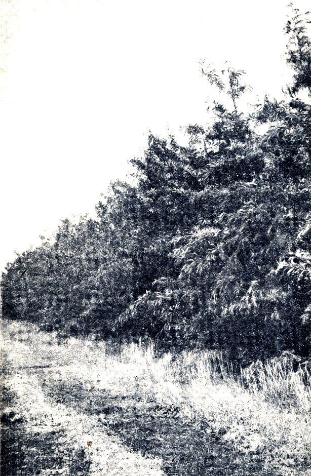 Рис. 137. Однорядная живая изгородь из 10-летней гледичии в сухой степи Херсонская область, Аскания-Нова