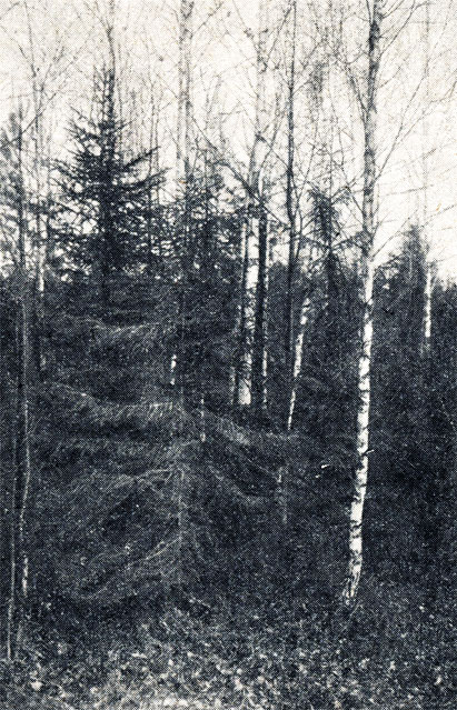 Рис. 157. Подлежащая вырубке берёза, охлёстывающая ель. Московская область