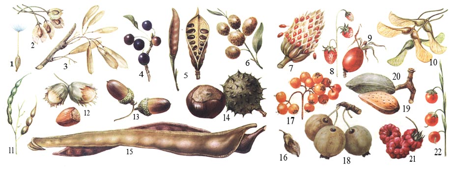 Плод растений. Большая российская энциклопедия