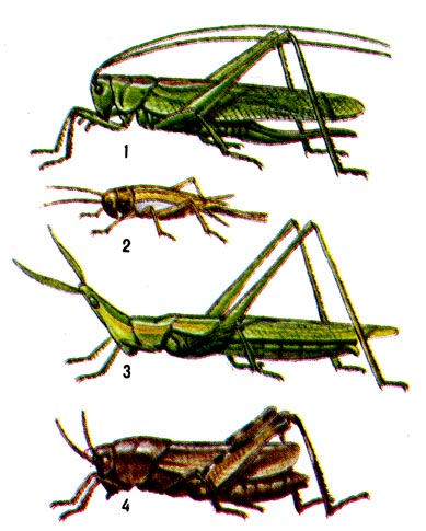 : 1,2 -  (1 -   - Tettigonia viridissima, 2 -   - Grylius domesticus); 3,4 -  (3 -  , , , - Acrida bicolor, 4 -   - Psophus stridulus).