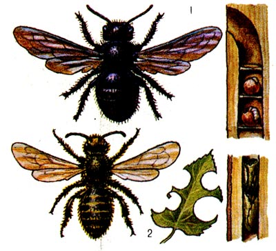 1. - Xylocopa violacea      . 2. - Megachile centuncularis,         .