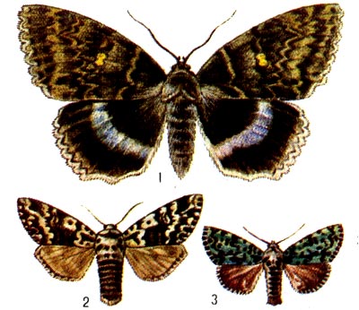 : 1 -   (Catocala fraxini); 2 -   (Panthea coenobita); 3 -   (Diphthera alpium).